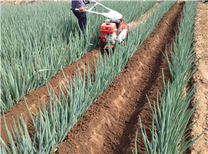 蔥地開溝機(jī)